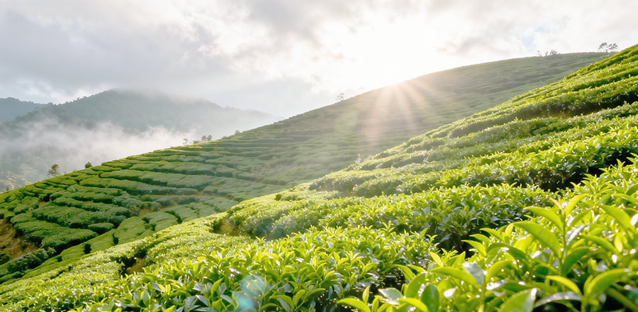 上好茶业品牌设计